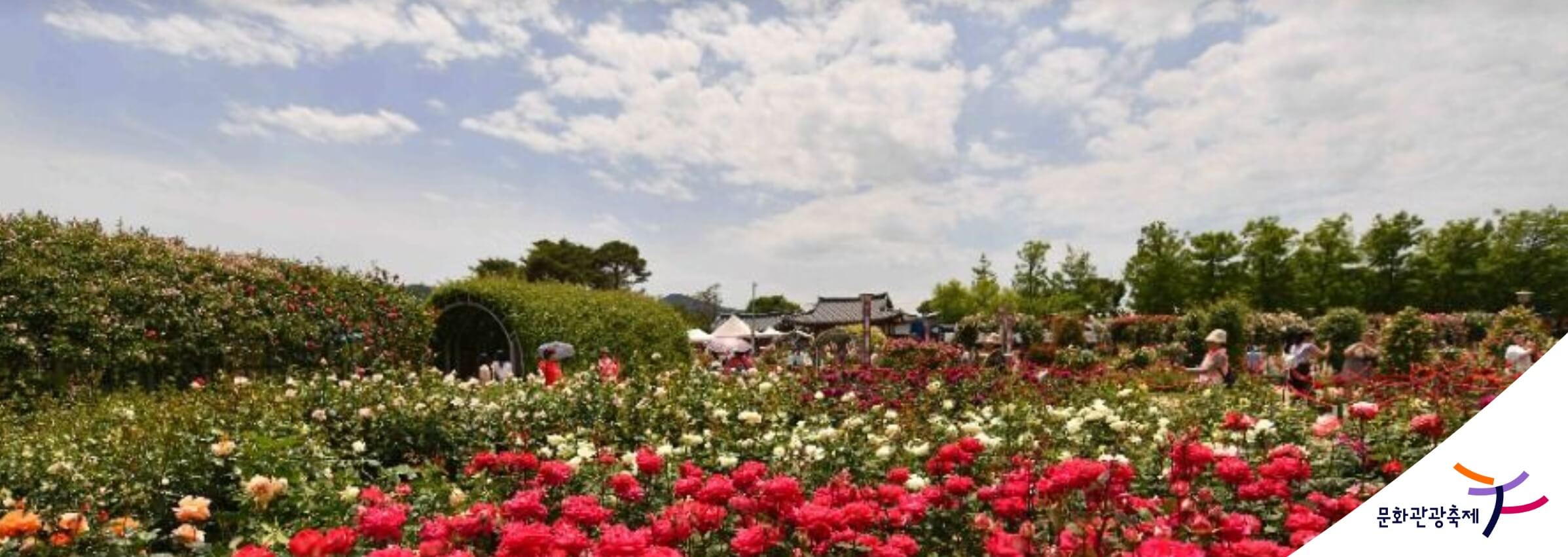 곡성세계장미축제 2025