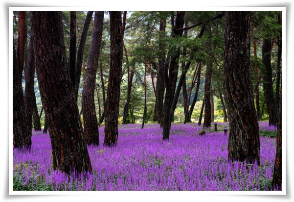 화초 "맥문동" 사계절 내내 우아한, 척박한 땅에서도 꽃 피우는 생명력!