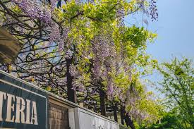 카페 위스테리아