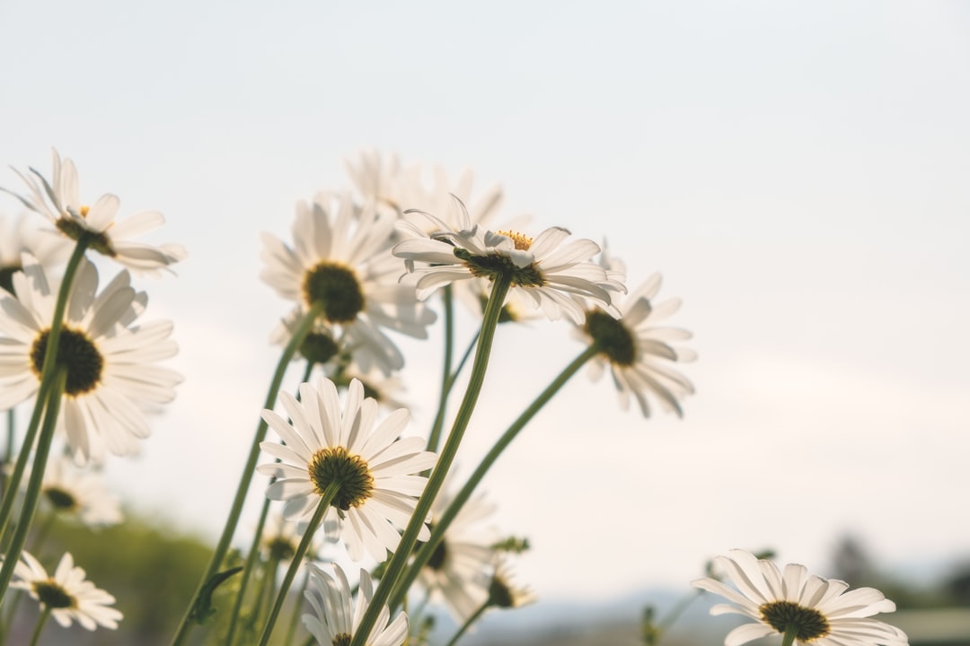 Daisy