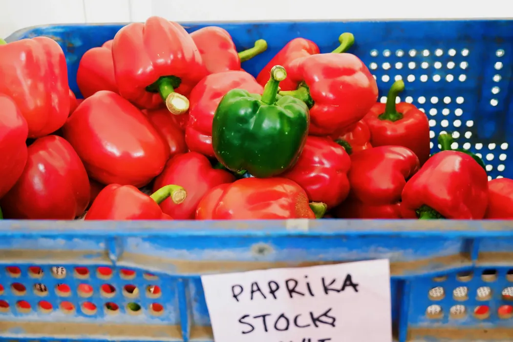 파프리카-사진