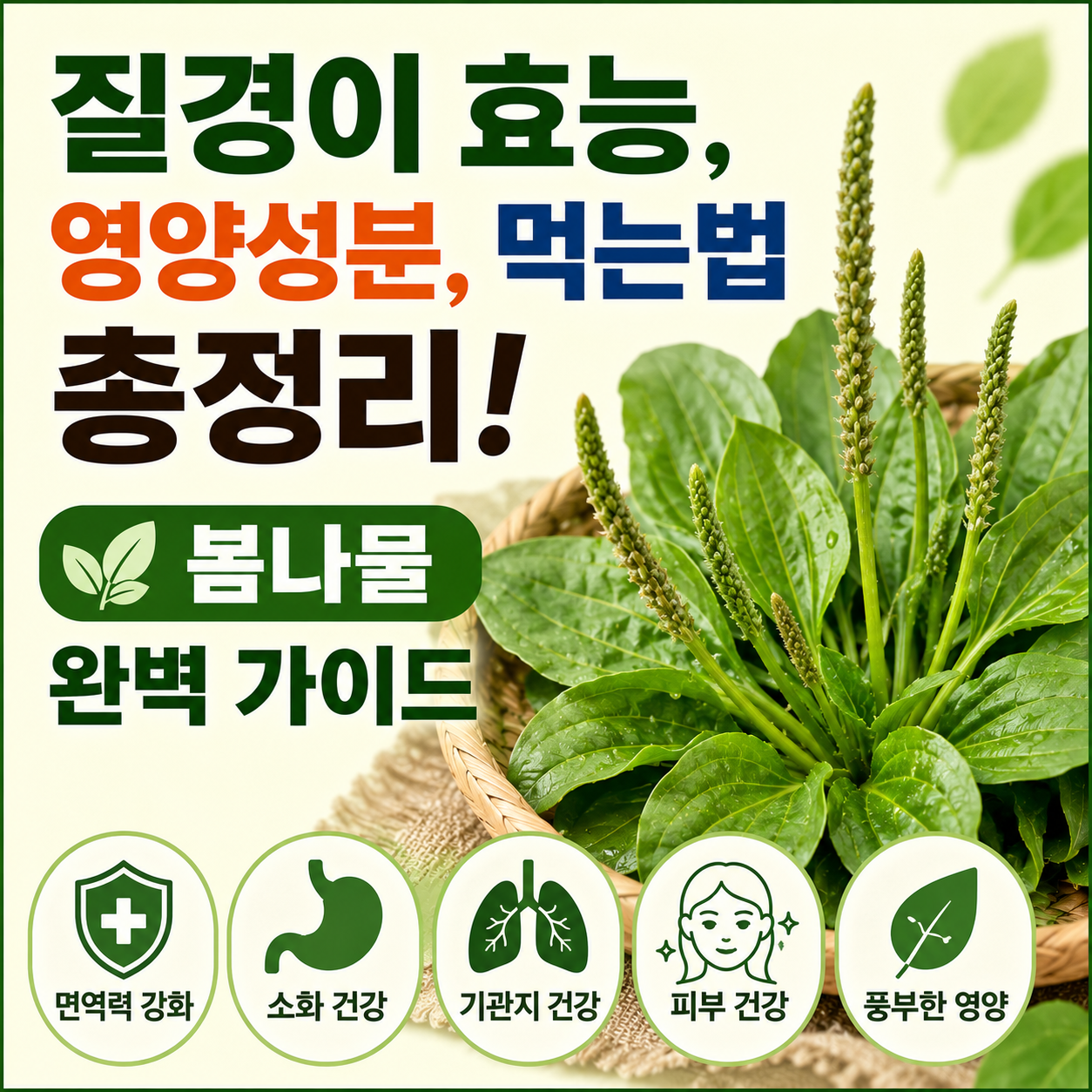 질경이 효능
