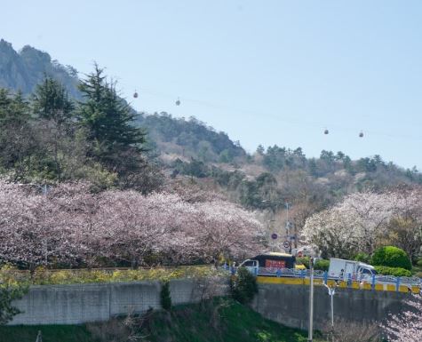 목포 벚꽃 명소