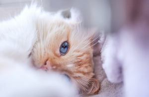 고양이