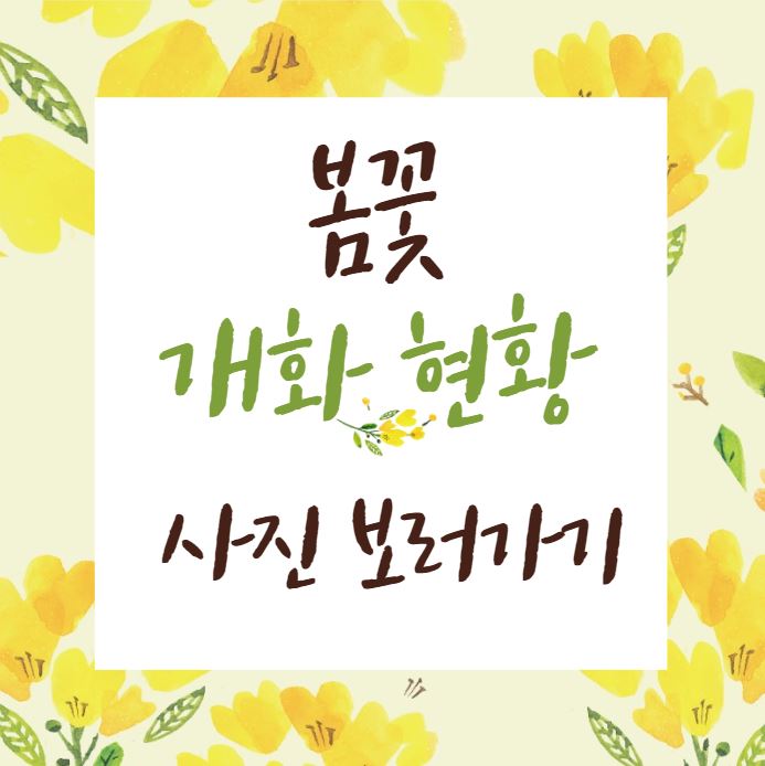 봄꽃 개화현황 포스터