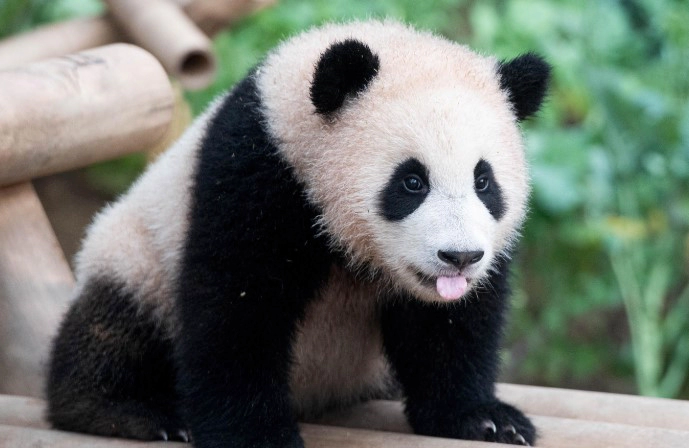 푸바오 생일 영상 사진 정리