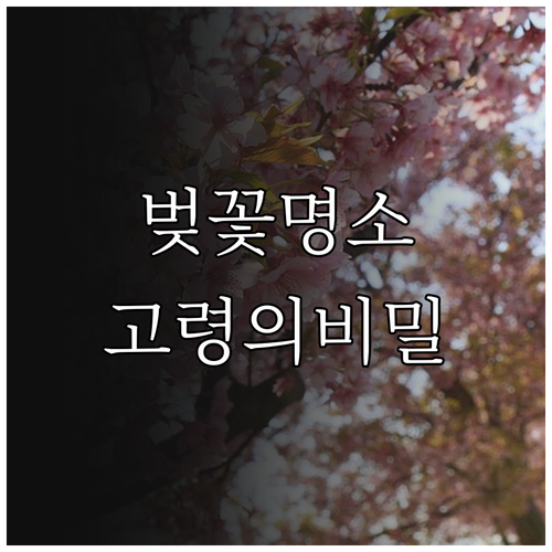 경북 고령 벚꽃 여행 지산동 고분군 ..