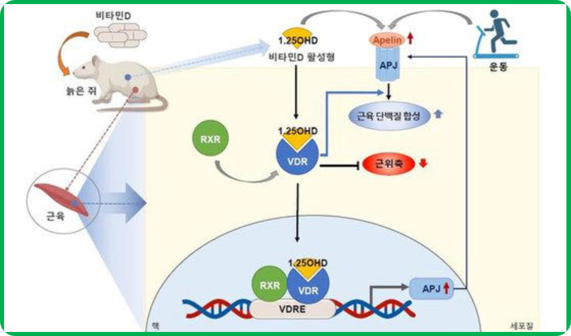 비타민D와 근감소증