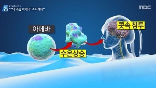 Naegleria fowleri(네글레리아 파울러리)