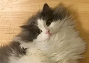 라가 머핀의 특징과 기르는 방법