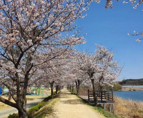 문경 벚꽃