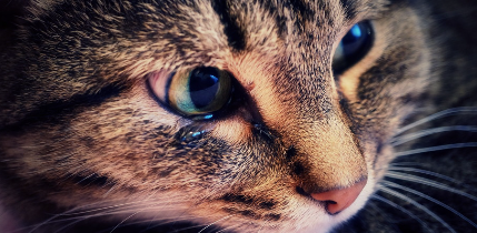 고양이