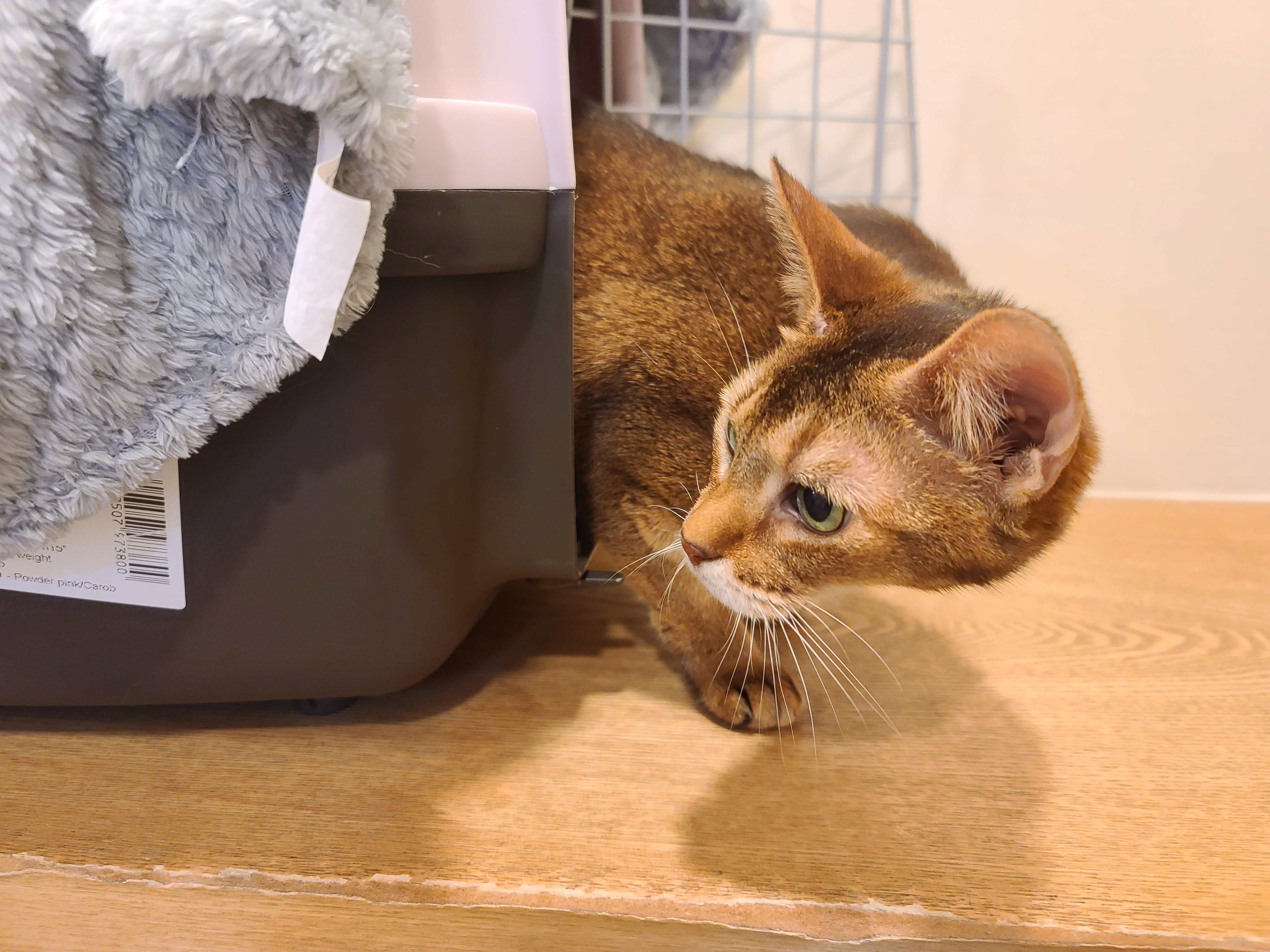 고양이의 스트레스에 관해..(루디는 결국 또 병원행)