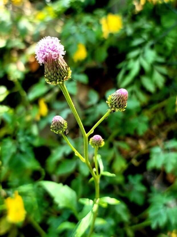 지칭개의 효능 6가지와 먹는 법&amp;#44; 꽃말&amp;#44; 부작용