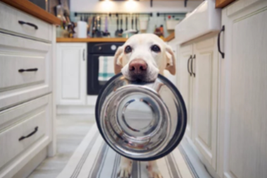 래브라도 리트리버 밥그릇 물고있는 사진
