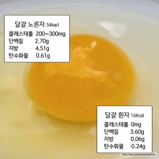 달걀내 단백질