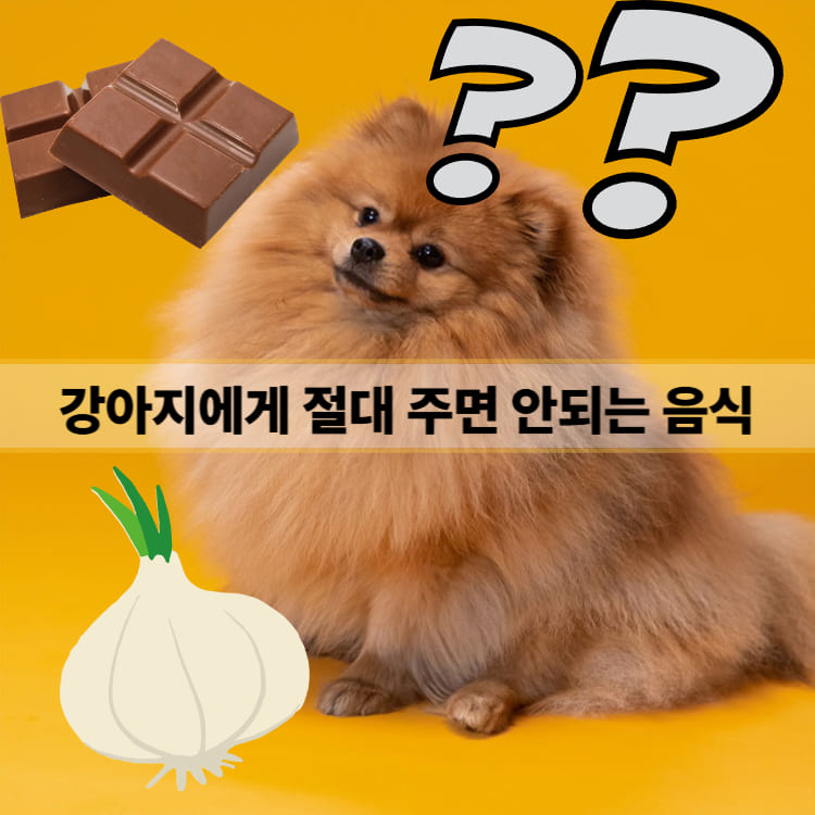 강아지 금지 음식