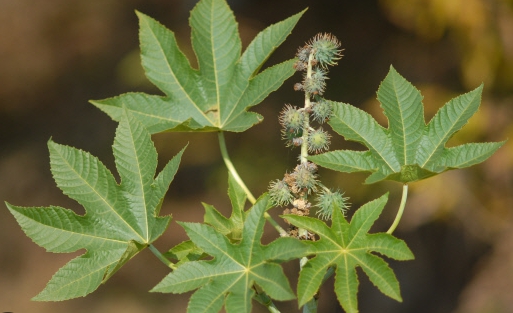 가을에 피는 꽃 아주까리