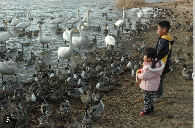 고병원성 조류인플루엔자