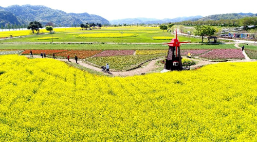 전국 유채꽃 명소 BEST5, 제주·부산·창녕·고창·구리 개화시기·축제일정