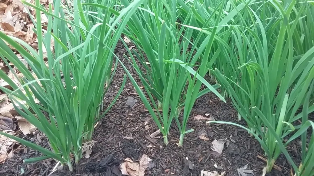 부추 재배 포기 나누기 덧비료 수확 반복_1
