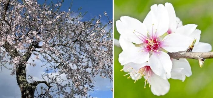 아몬드나무와아몬드꽃