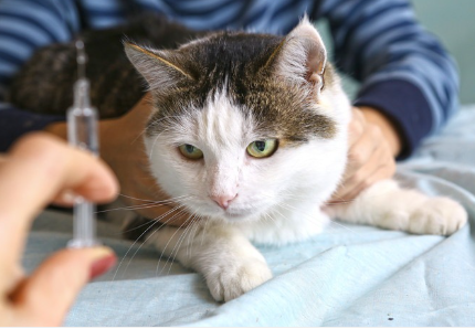 주사기와 고양이.