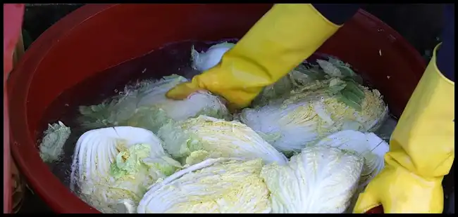 김장 채소 등 재료 할인 최대 50%(+절임배추 사전예약)