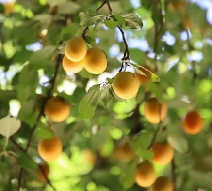 매실청 담그는법