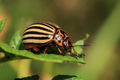 세스코 가정집 가격 비용 무료체험