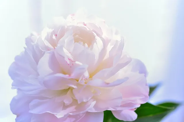 환호작약 뜻 유래 의미 기쁨 고사성어_5