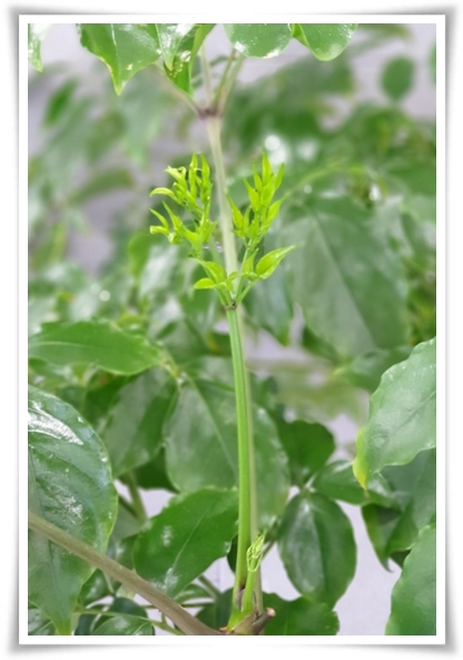 &quot;녹보수 키우기&quot; 집안에 행복과 행운을 불러오는 녹색의 보석 화초!