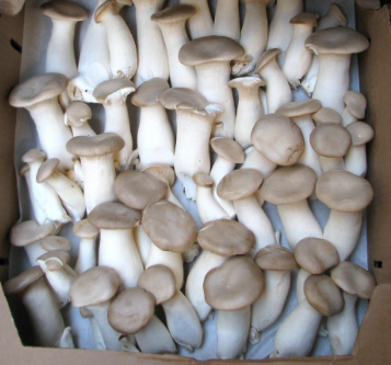 새송이버섯_보관법