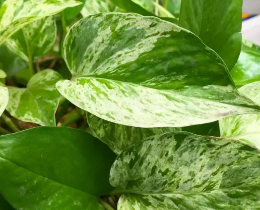 스킨답서스 키우는법