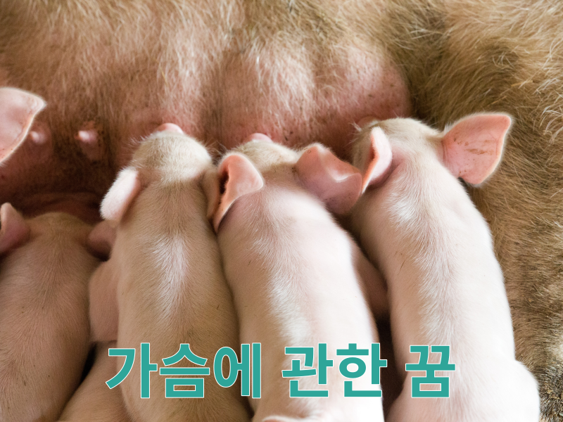 꿈에 가슴 유방 젖을 먹는 행동이 의미하는것은 무엇일까?