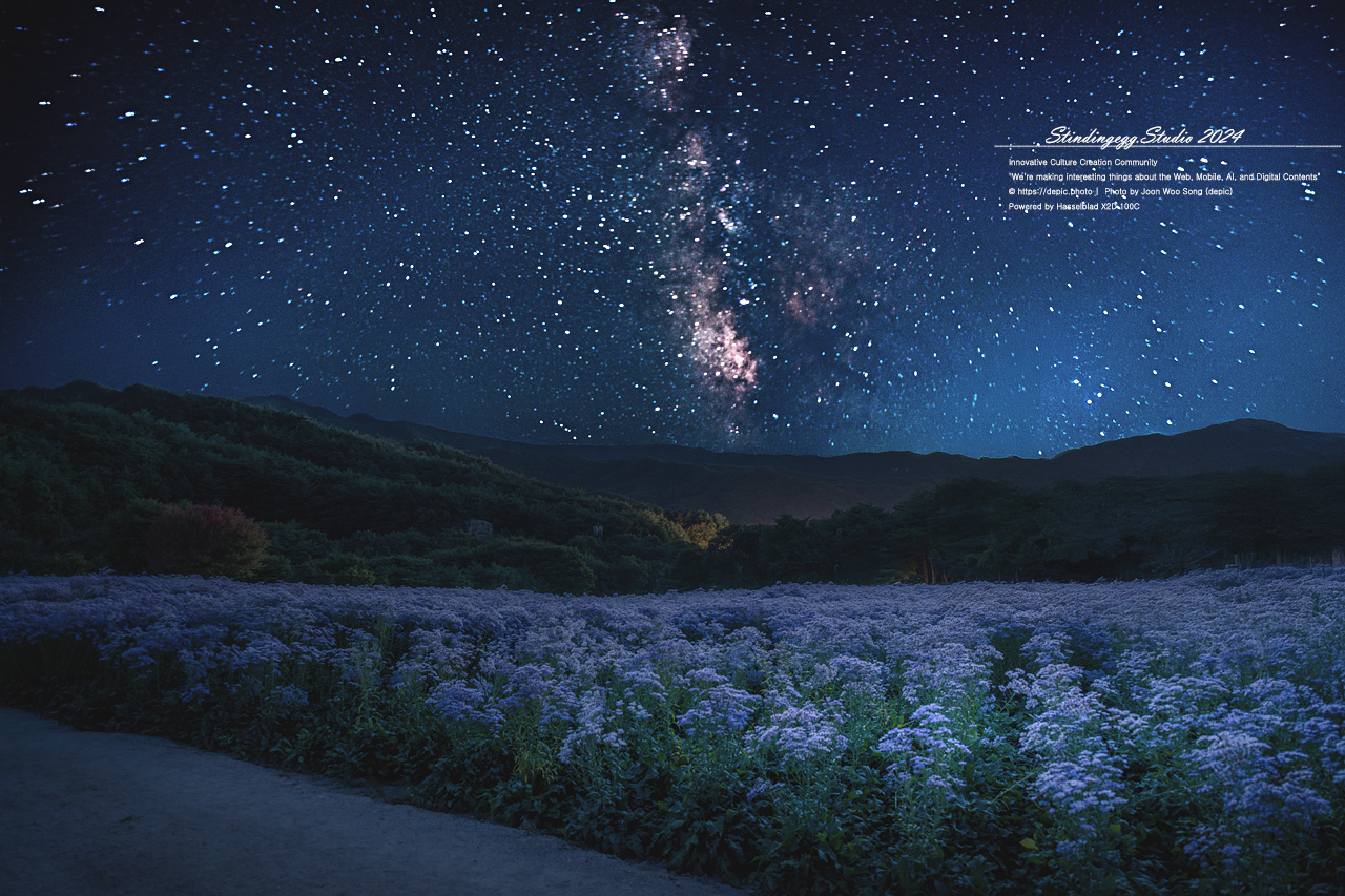 #문경 #개미취 #은하수