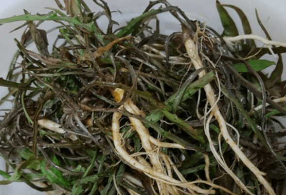 본나물 종류에 포함된 씀바귀가 무침으로 요리 되어 있다