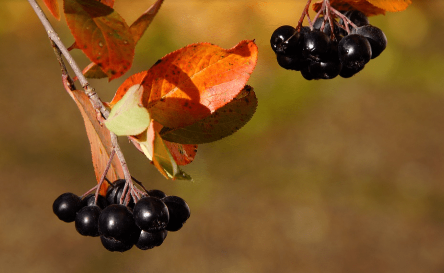 아로니아 부작용