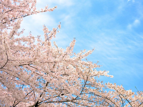 서울 벚꽃 명소