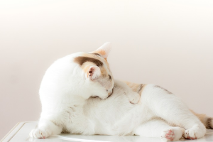 고양이