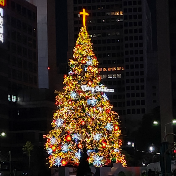 시청 앞 크리스마스트리