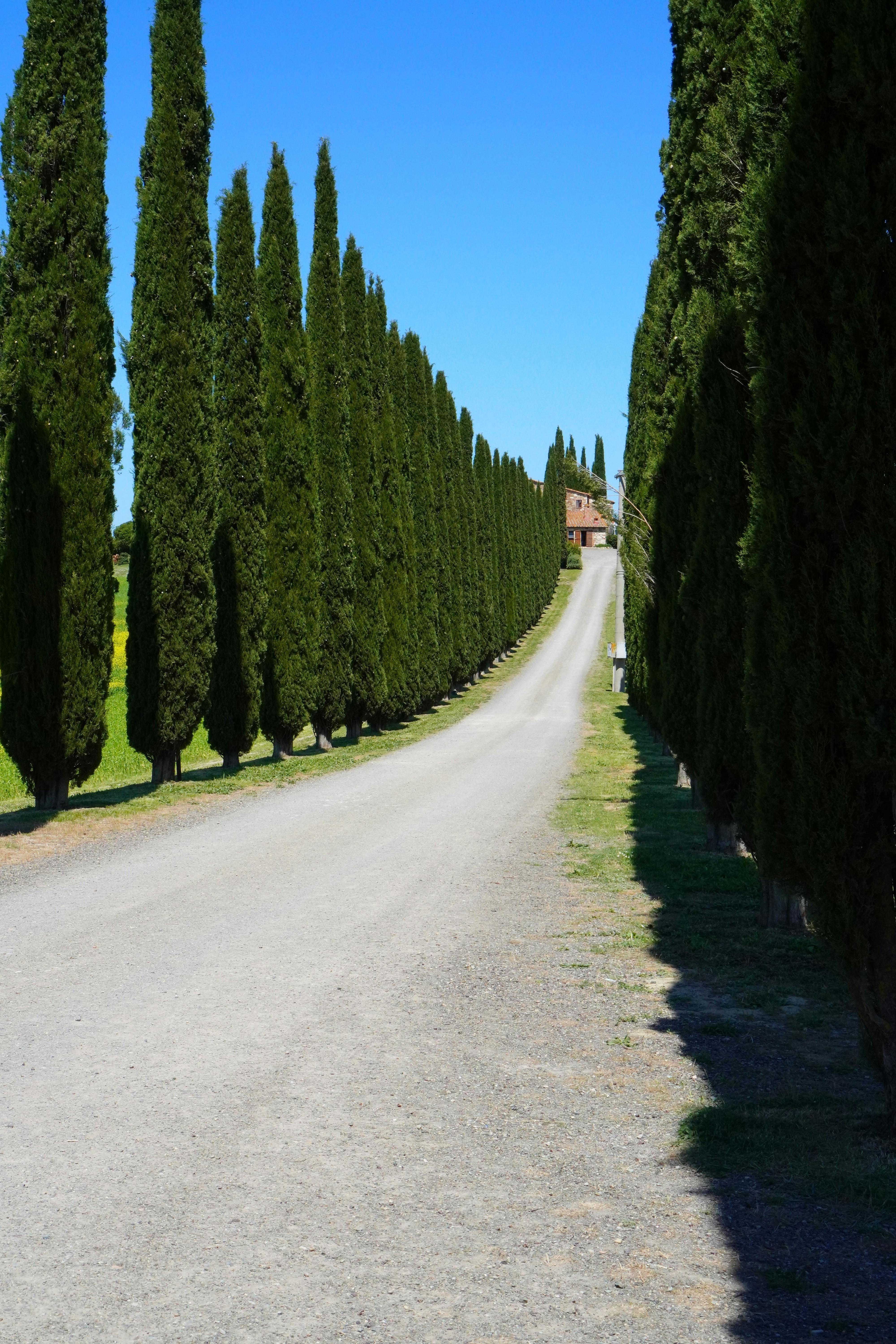 이탈리아-사이프러스-나무