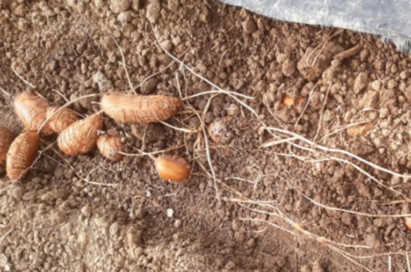 아피오스 파종시기