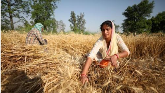 밀 수확하는 인도인