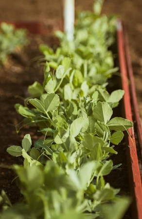천연 여성 보약 쑥: 혈액 순환 돕는 쑥차 끓이는 법 &amp; 체질별 부작용 가이드