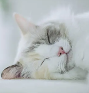 고양이 비만,다이어트 포인트