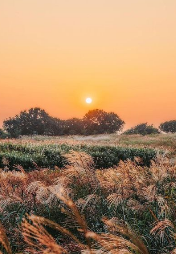 하늘공원-억새축제-서울정원박람회