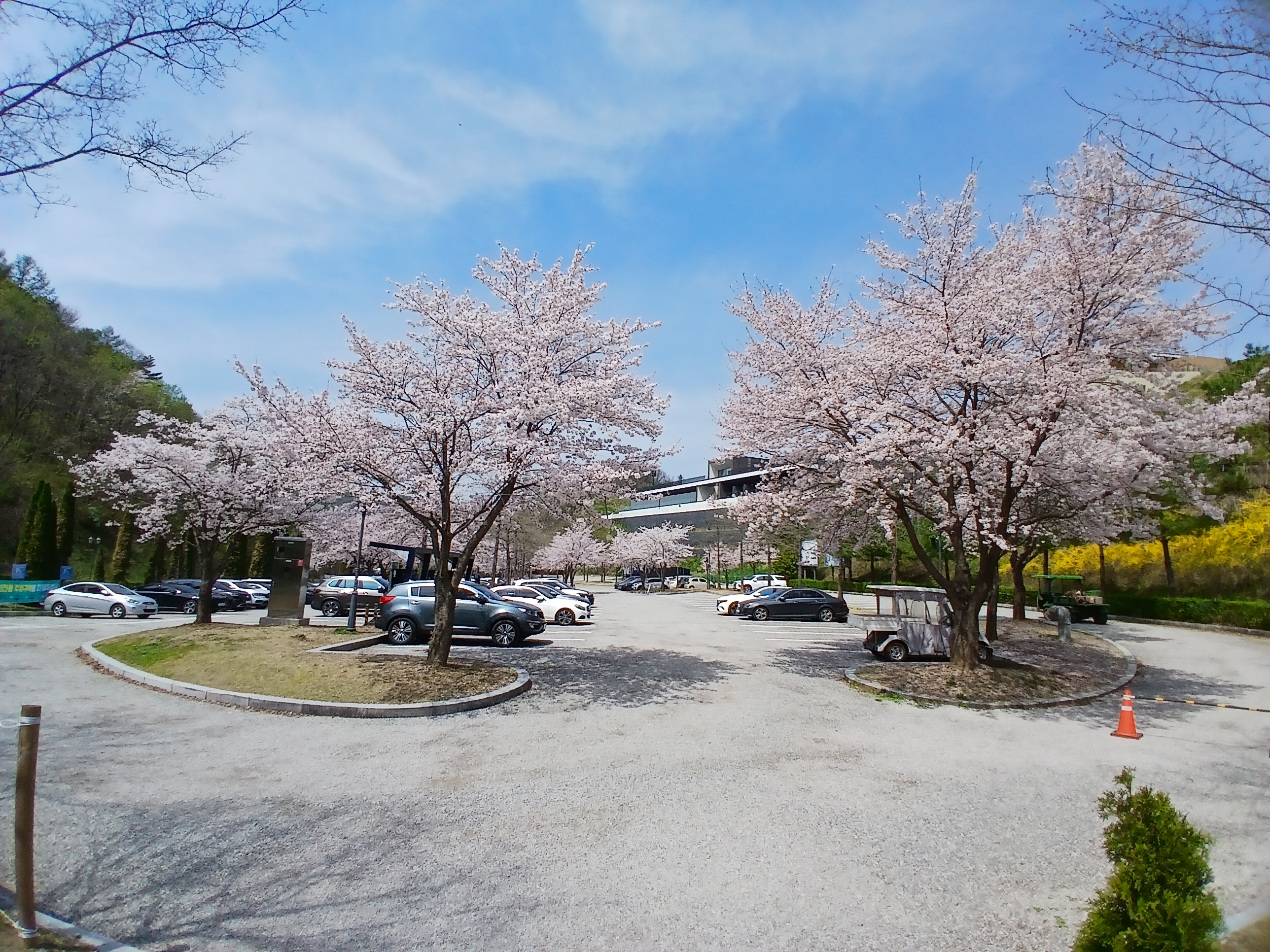 벚꽃 만개한 제이드가든 주차장