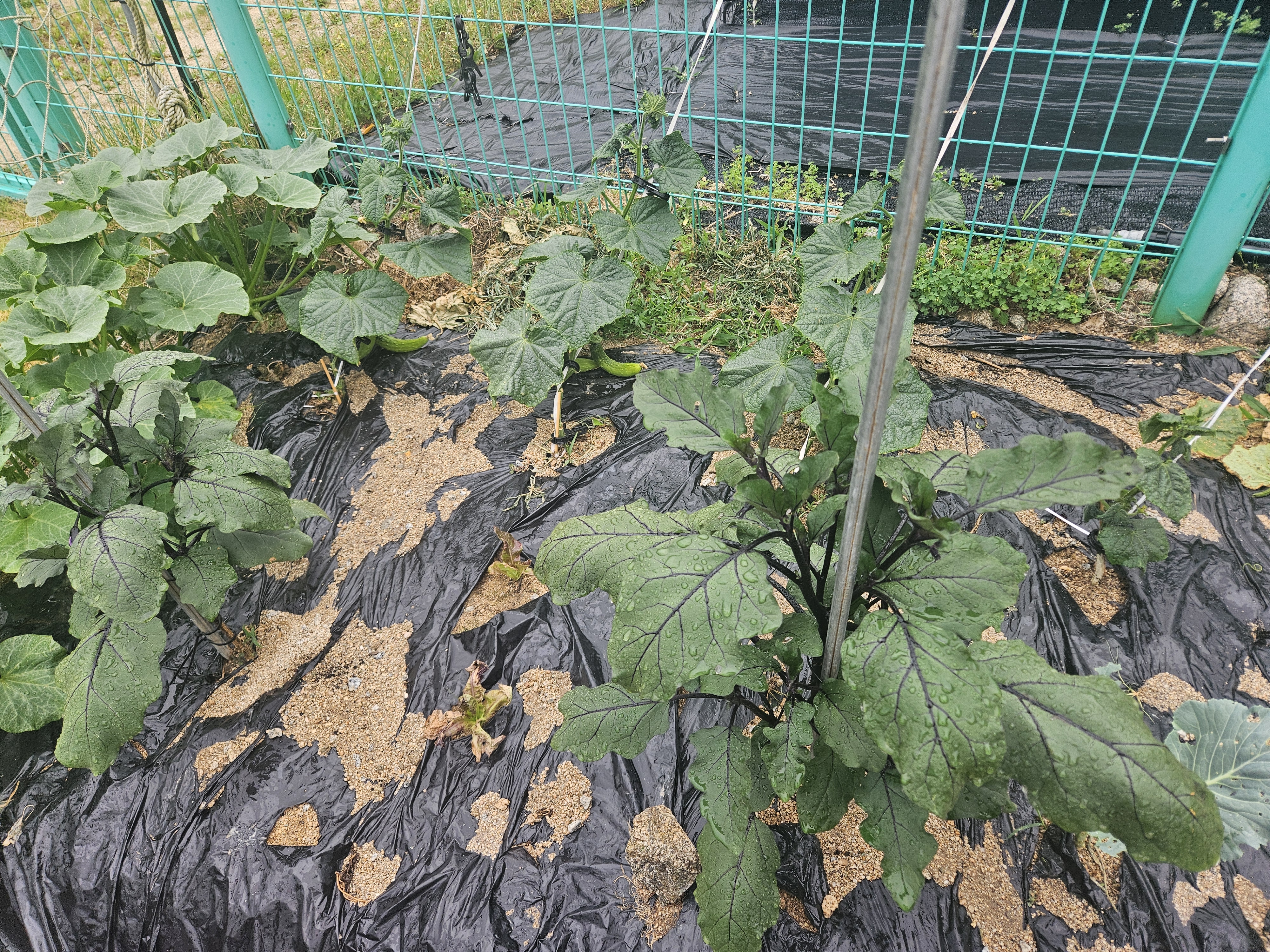 텃밭이 나를 가꾼다 – 마당에서 시작한 삶의 변화 관련 사진