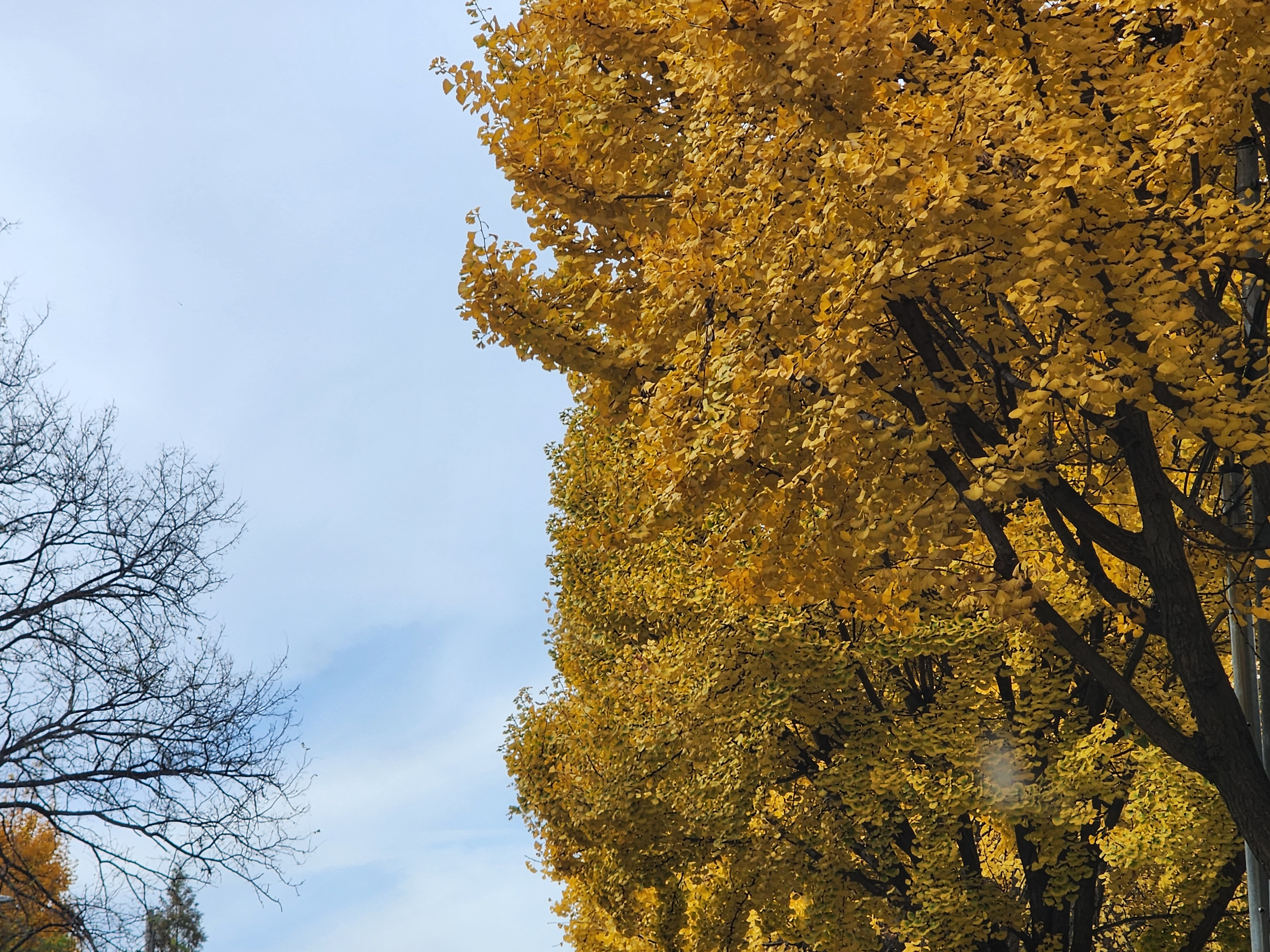 가을 시 모음 - 은행나무에 관한 시